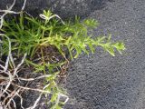 Salsola komarovii