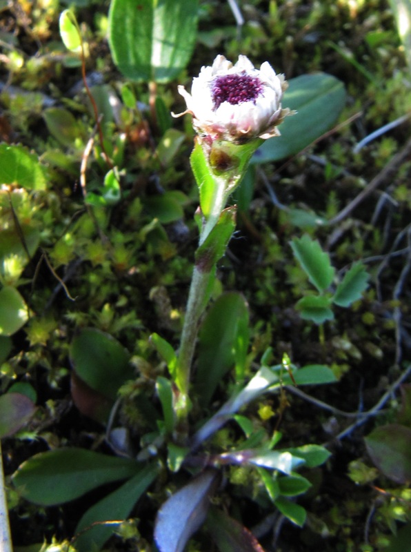 Изображение особи Antennaria alpina.