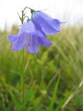 Campanula serrata