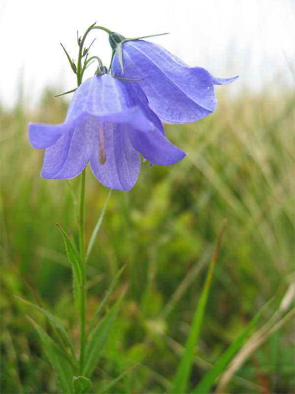 Изображение особи Campanula serrata.