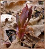 Pulmonaria obscura. Молодой побег в антоциановой раскраске. Чувашия, окрестности г. Шумерля, осиновый лес возле оз. Мочальное. 15 апреля 2009 г.