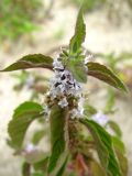 Mentha arvensis