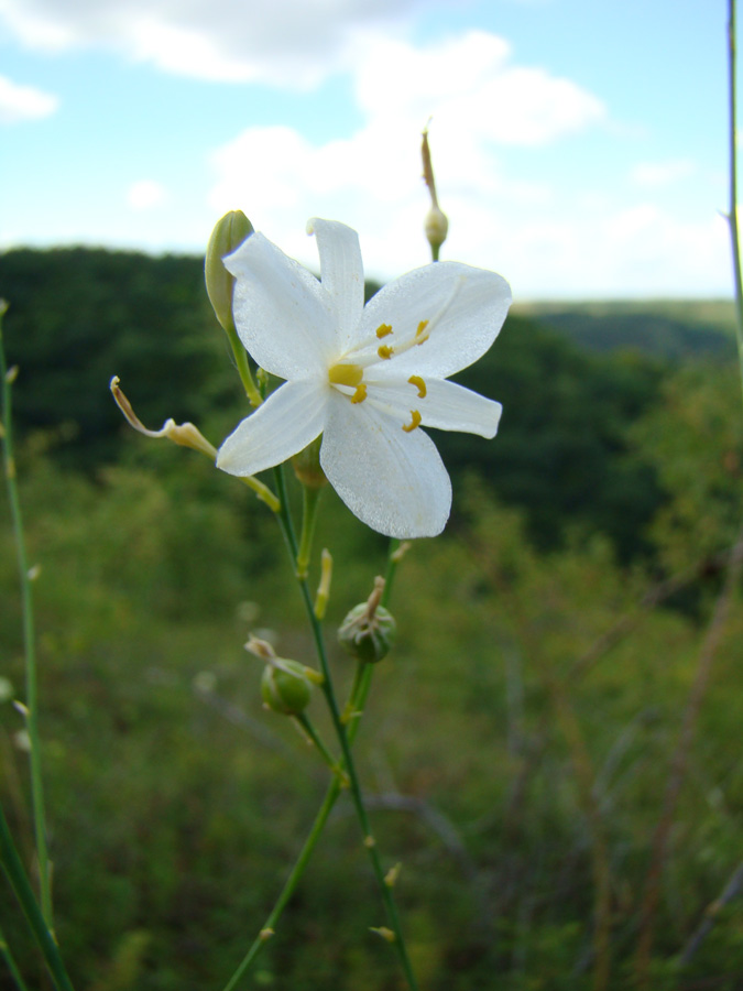 Изображение особи Anthericum ramosum.