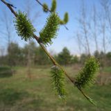 Salix acutifolia