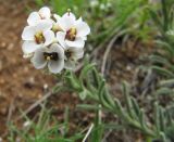 Ptilotrichum tenuifolium