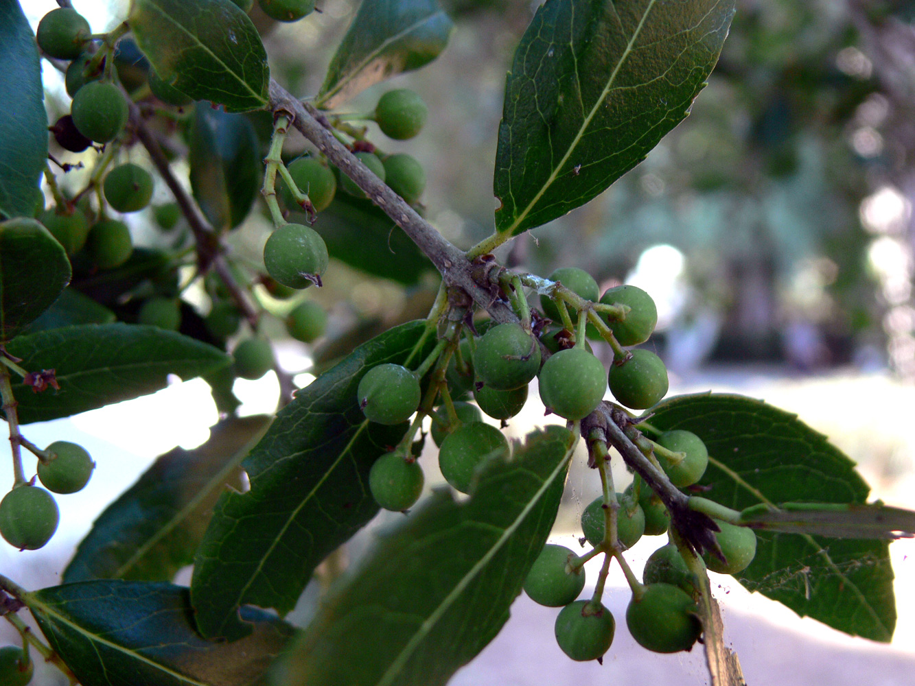 Изображение особи Phillyrea latifolia.