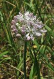 Allium quercetorum. Соцветие. Крым, Карадагский заповедник, залежь. 4 мая 2013 г.