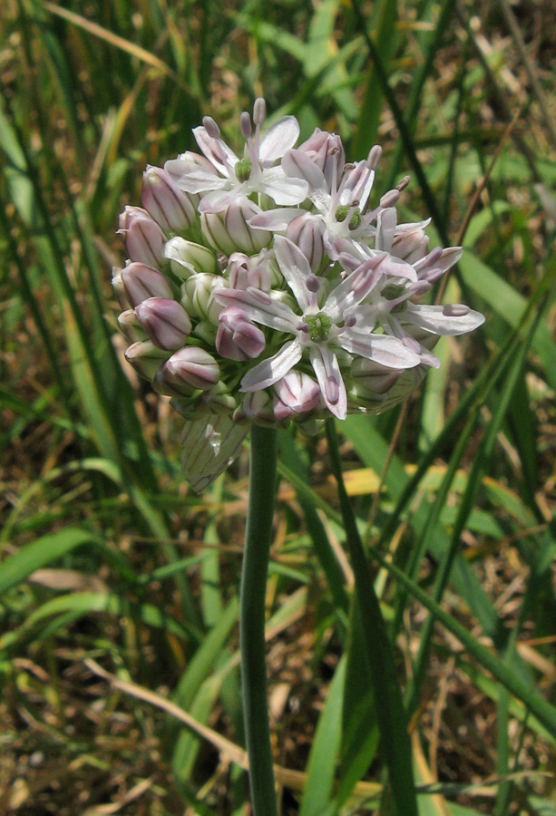 Изображение особи Allium quercetorum.