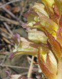 Orobanche grenieri