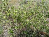 Spiraea hypericifolia