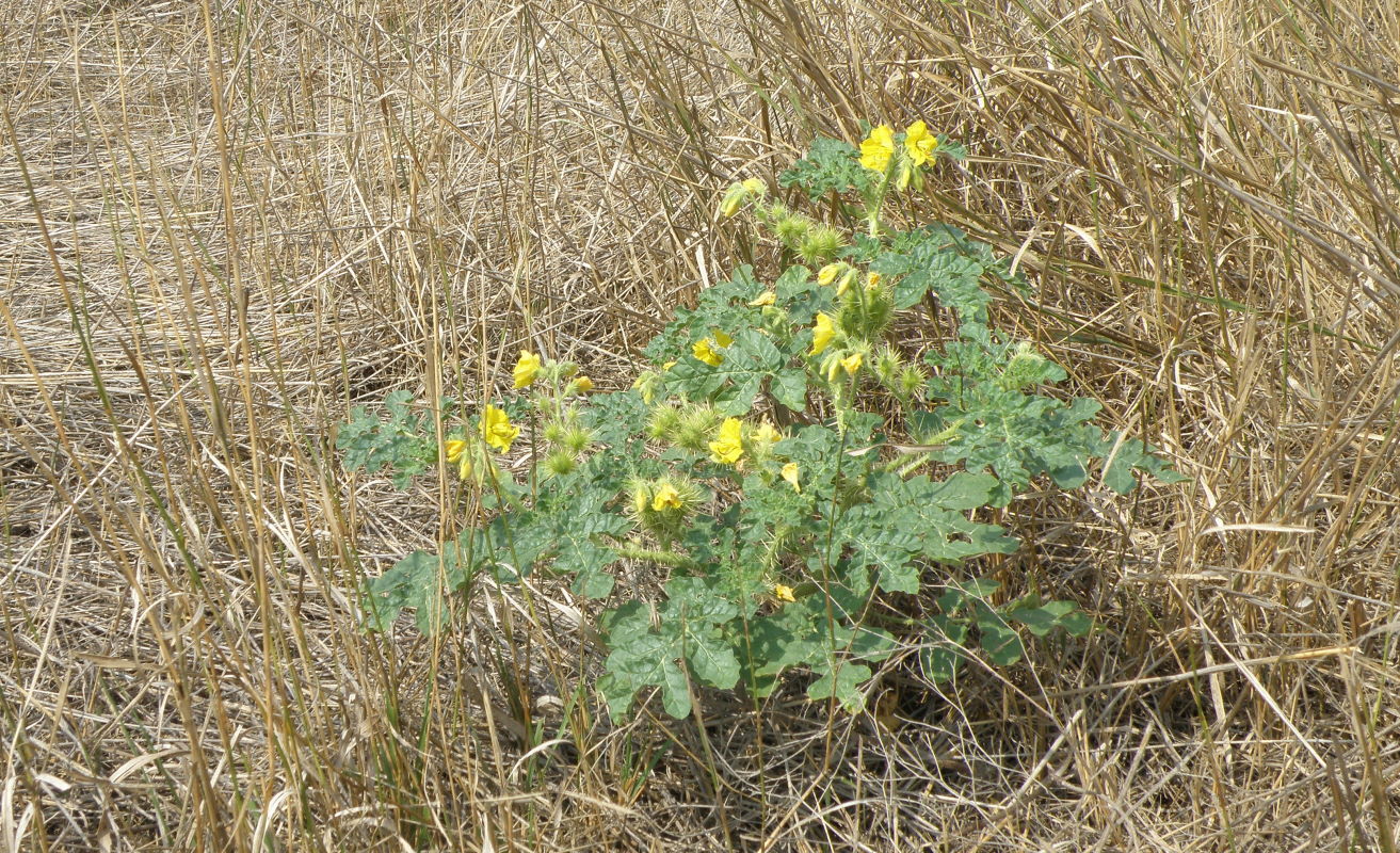 Изображение особи Solanum cornutum.