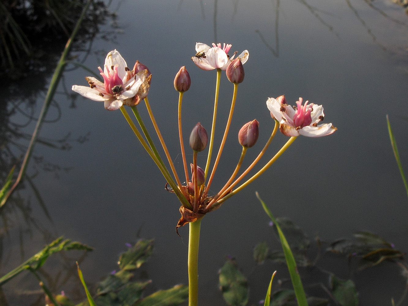 Изображение особи Butomus umbellatus.