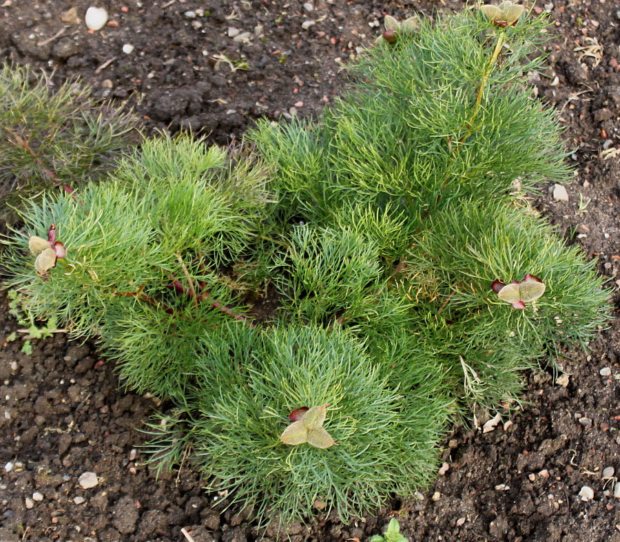 Изображение особи Paeonia tenuifolia.