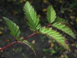 Rubus illecebrosus