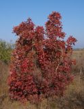 Cotinus coggygria