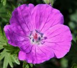 Geranium sanguineum. Цветок. Германия, г. Дюссельдорф, Ботанический сад университета. 04.05.2014.