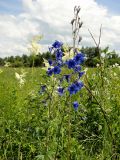 Delphinium cheilanthum