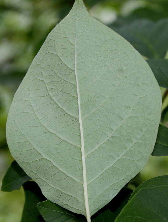 Изображение особи семейство Oleaceae.