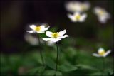 Anemone subspecies kamtschatica