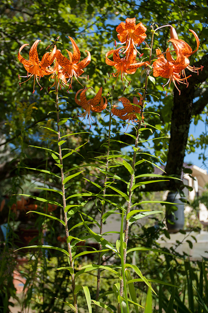 Изображение особи Lilium lancifolium.