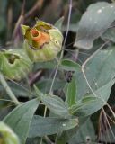 Melandrium latifolium. Зрелый плод. Краснодарский край, г. Геленджик, Толстый мыс, обочина дороги. 01.06.2015.