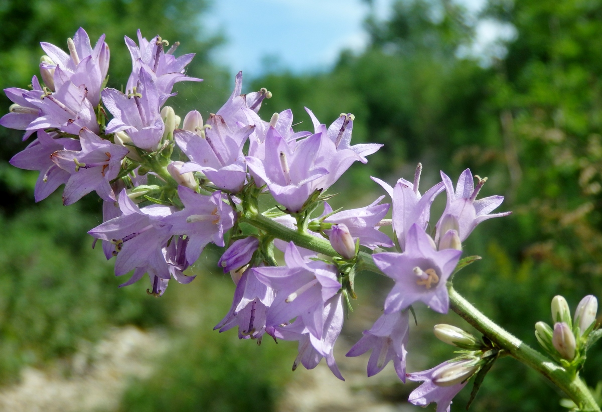 Изображение особи Campanula ruthenica.