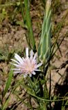 Scorzonera tragopogonoides