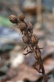 Hypopitys monotropa