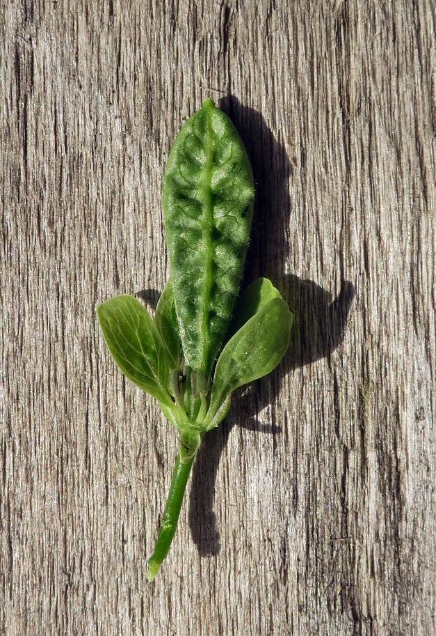 Изображение особи Alliaria petiolata.