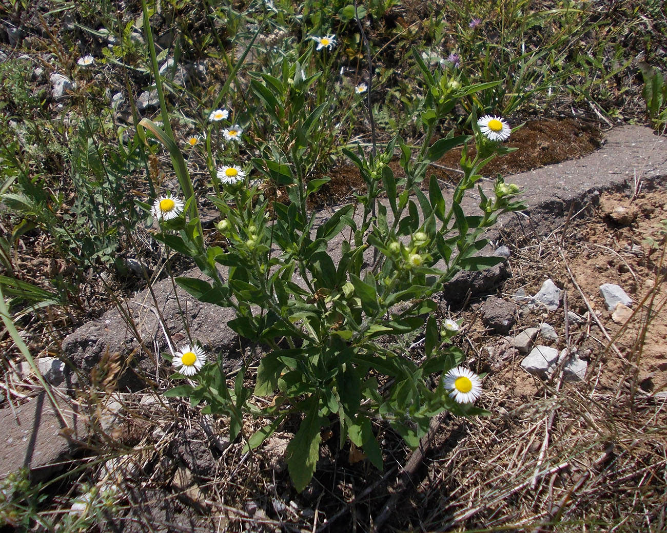 Изображение особи Erigeron annuus.