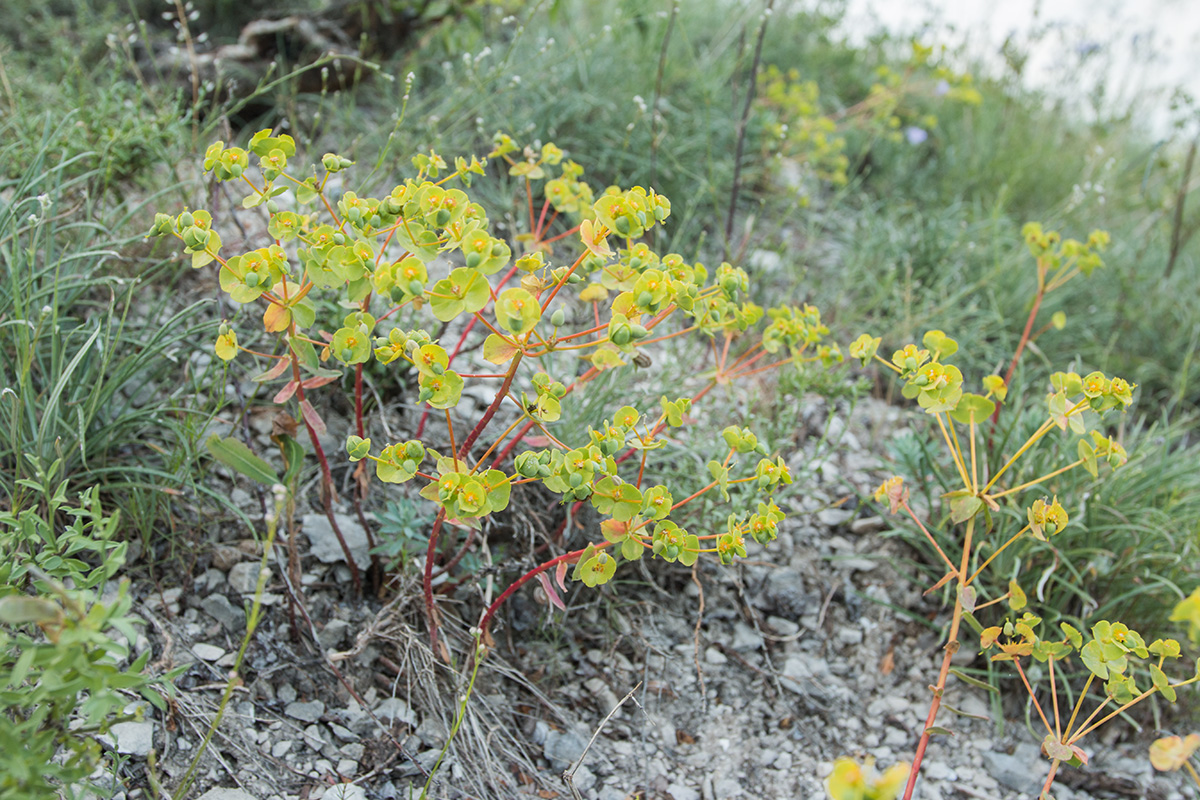 Изображение особи Euphorbia petrophila.