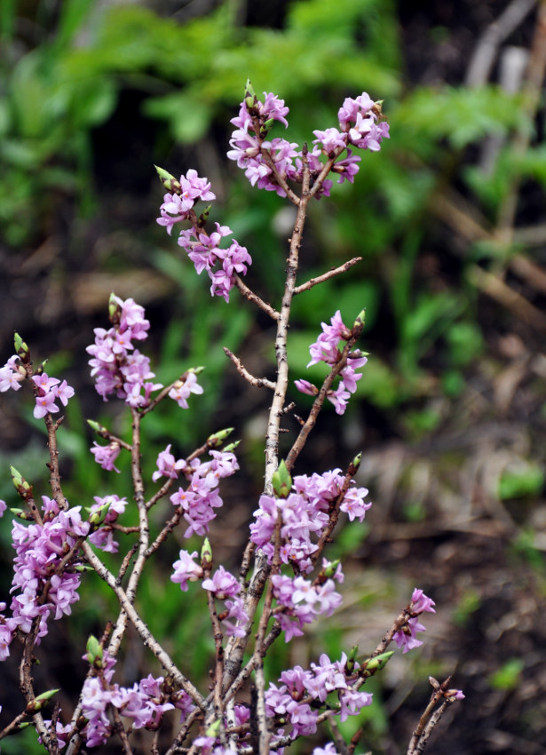 Изображение особи Daphne mezereum.