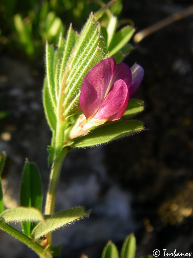 Изображение особи род Vicia.