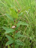 Triadenum japonicum. Верхушка зацветающего растения. Приморский край, Хасанский р-н, окр. оз. Лотос, заболоченный луг. 30.07.2017.