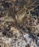 Peucedanum tauricum. Высохший лист. Крым, городской округ Ялта, Ай-Петринская яйла, обрывистый каменистый склон. 14.08.2017.