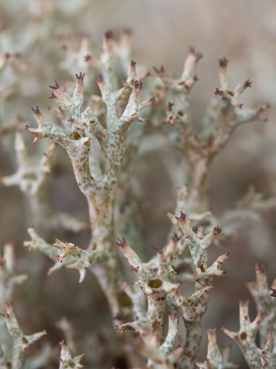 Изображение особи Cladonia uncialis.