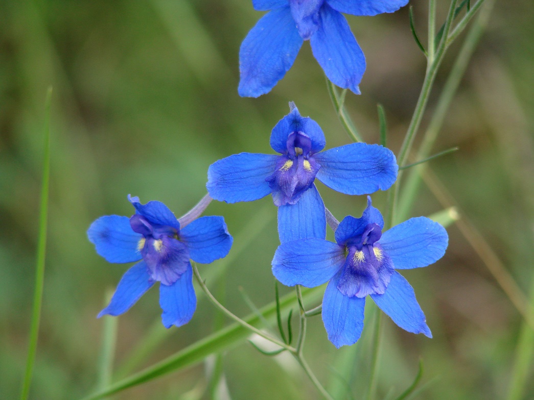 Изображение особи Delphinium grandiflorum.