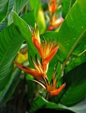 Heliconia angusta