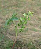 Gymnospermium odessanum. Верхушка растения с незрелыми плодами. Украина, Одесская обл., окр. п. Алтестово, побережье Хаджибейского лимана. 15.04.2010.