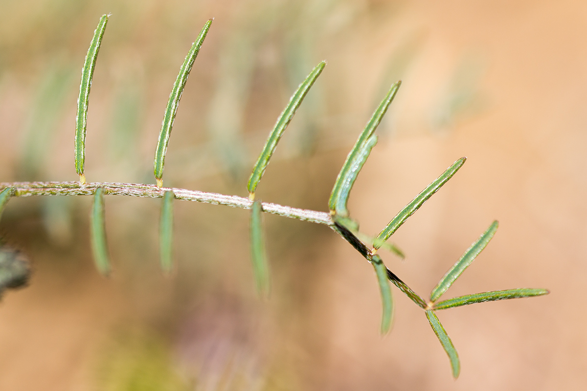 Изображение особи Astragalus stevenianus.
