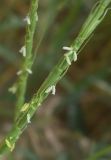 Aegilops cylindrica