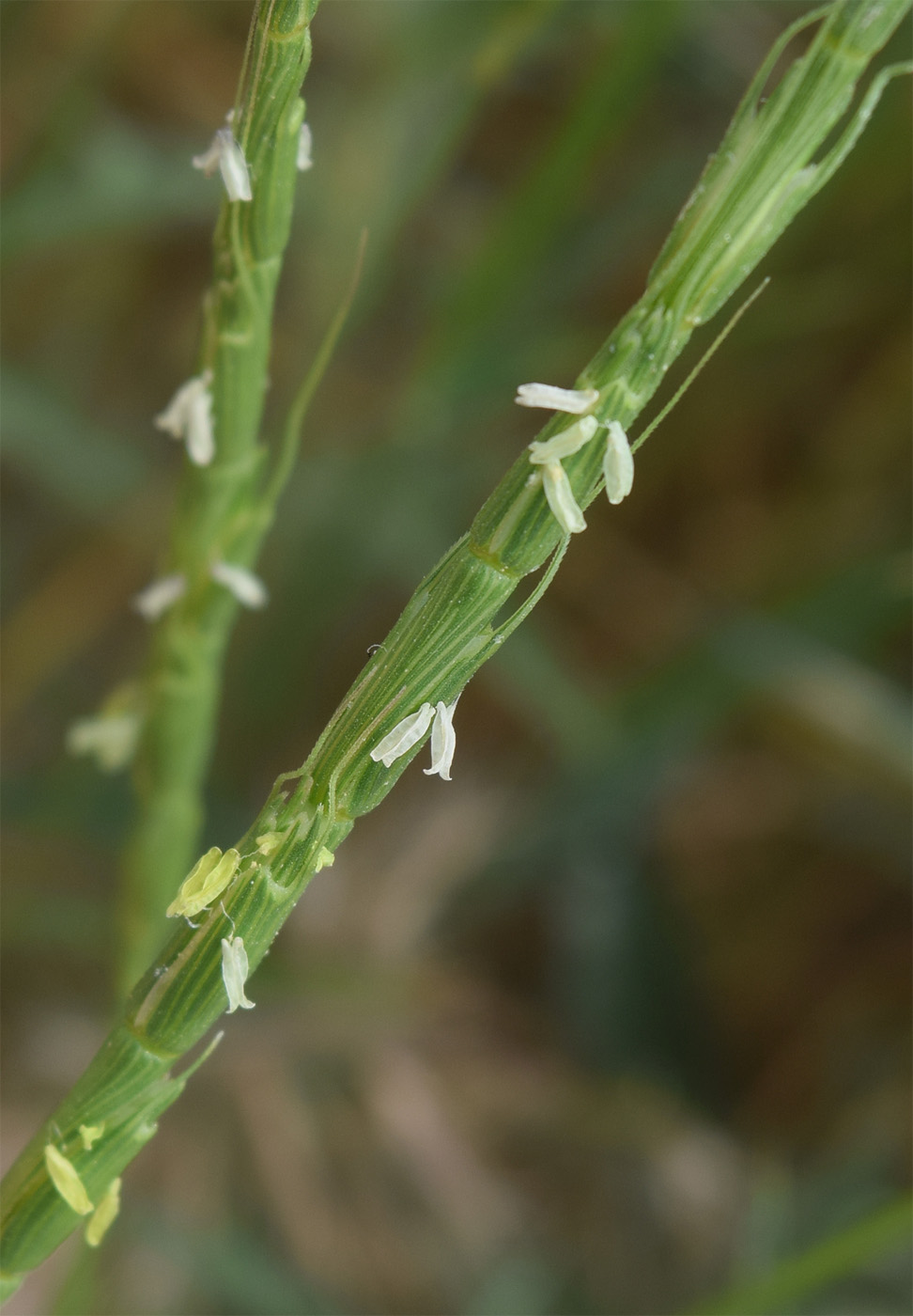 Изображение особи Aegilops cylindrica.