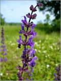 Salvia stepposa. Соцветие. Чувашия, окр. г. Шумерля, Кумашкинский заказник, Соколова поляна. 1 июня 2010 г.