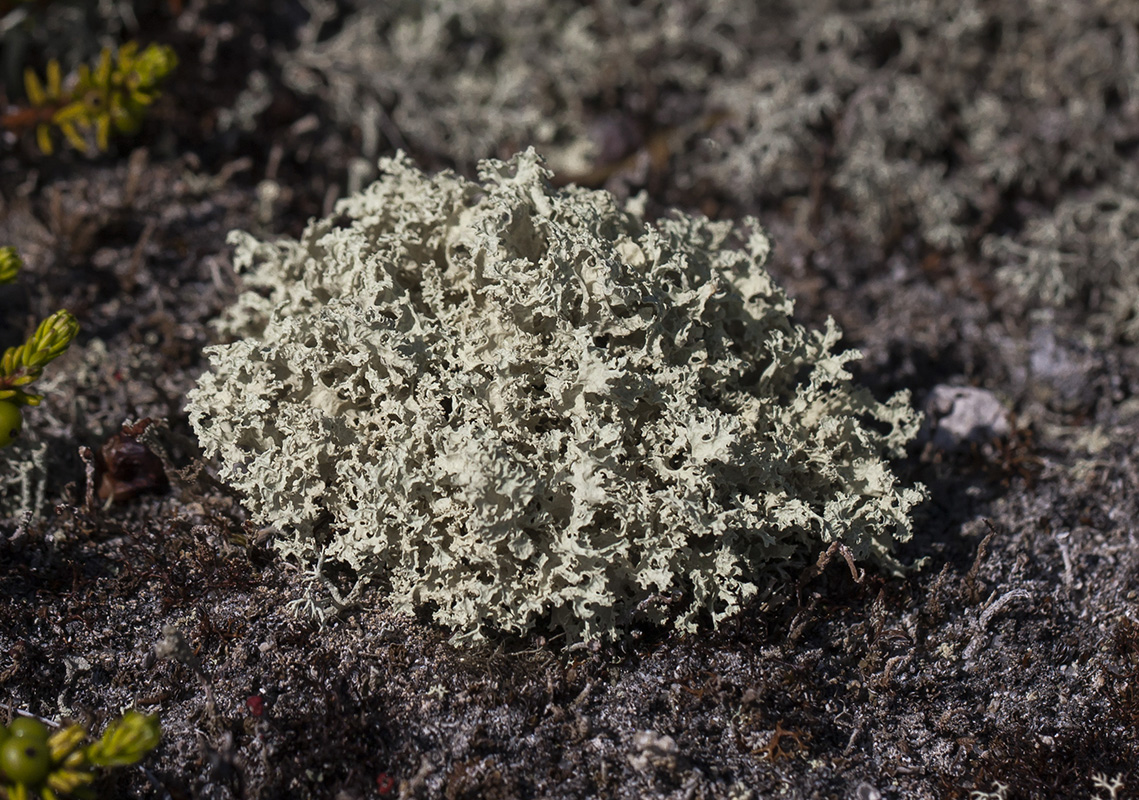 Изображение особи семейство Parmeliaceae.