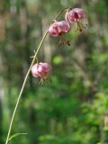 Lilium pilosiusculum. Верхушка побега с цветками. Иркутская обл., Осинский р-н, окр. дер. Рассвет, берег Братского вдхр., смешанный лес. 03.07.2018.