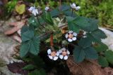 Potentilla micrantha