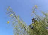 Parkinsonia aculeata. Верхушки веток цветущего растения. Израиль, Шарон, г. Тель-Авив, около ботанического сада университета. 22.10.2018.