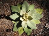 Verbascum thapsus