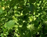 Moluccella laevis