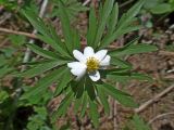 Anemone caerulea